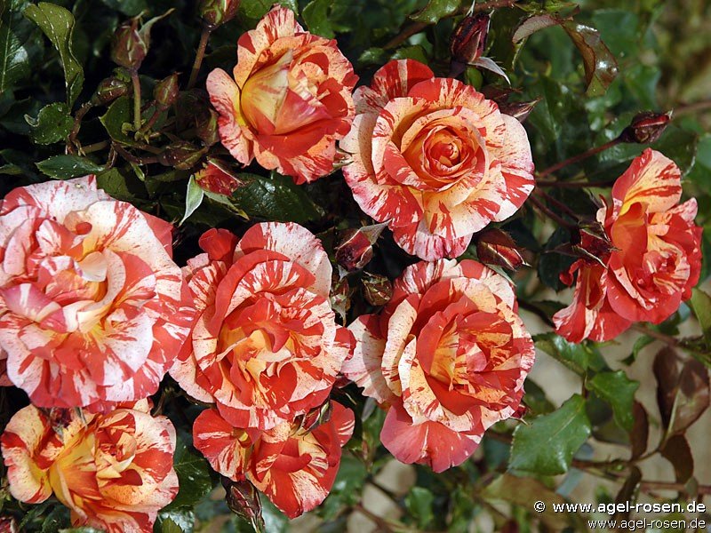 Rose ‘Malerrose ‘Paul Gauguin‘‘ (wurzelnackte Rose)