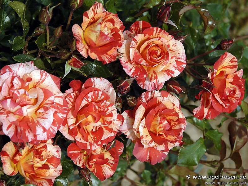 Rose ‘Malerrose ‘Paul Gauguin‘‘ (6,5-Liter Topf)