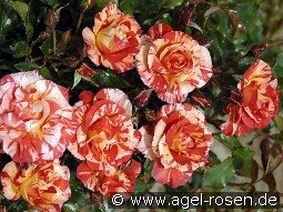 Malerrose 'Paul Gauguin'