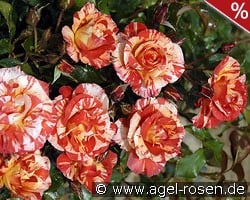 Malerrose 'Paul Gauguin' kaufen, clicken für mehr Details Malerrose 'Paul Gauguin'