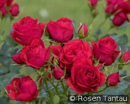 Manora kaufen, clicken für mehr Details Manora