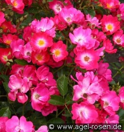 Marathon kaufen, clicken für mehr Details Marathon