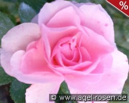 Margarita Romanjuk kaufen, clicken für mehr Details Margarita Romanjuk