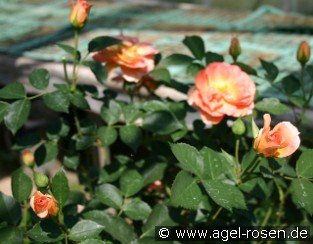 Margrit Sofie