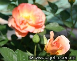 Margrit Sofie kaufen, clicken für mehr Details Margrit Sofie