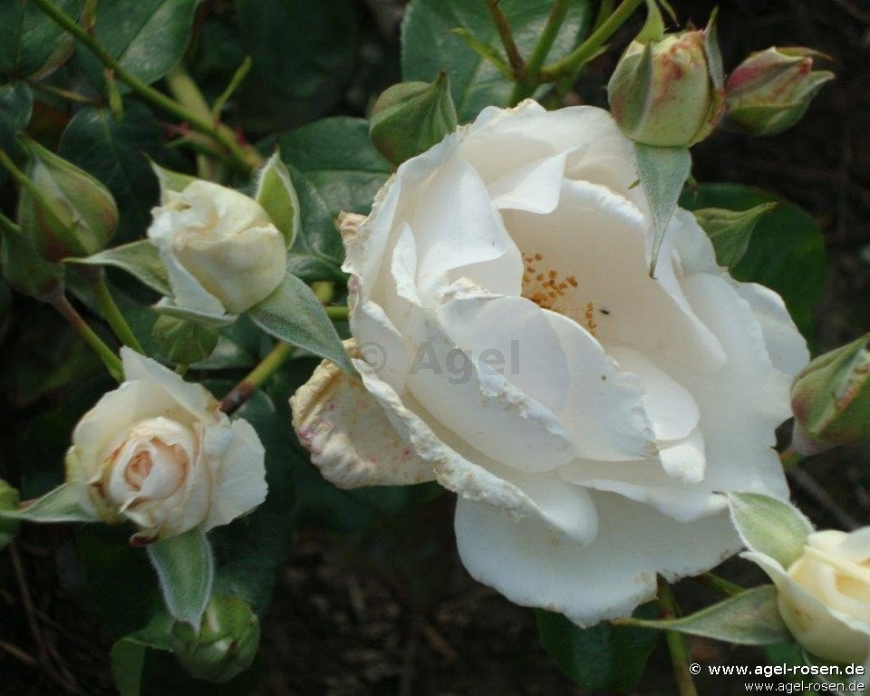 Rose ‘Maria Mathilda ‘ (2-Liter Biotopf)