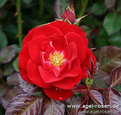Rose ‘Mariandel‘ (wurzelnackte Rose)