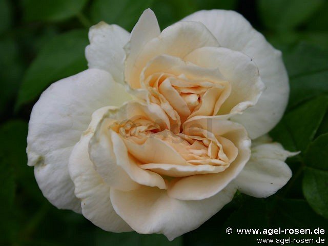 Rose ‘Marie Antoinette‘ (2-Liter Biotopf)