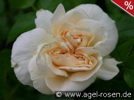 Marie Antoinette
