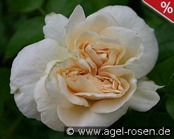 Marie Antoinette kaufen, clicken für mehr Details Marie Antoinette