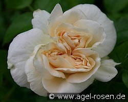 Marie Antoinette kaufen, clicken für mehr Details Marie Antoinette