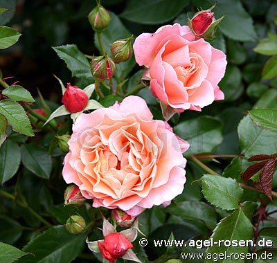 Rose ‘Marie Curie‘ (Zwergstamm (~40cm), wurzelnackt)