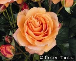 Marimba kaufen, clicken für mehr Details Marimba