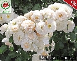 Martin Luther Rose kaufen, clicken für mehr Details Martin Luther Rose