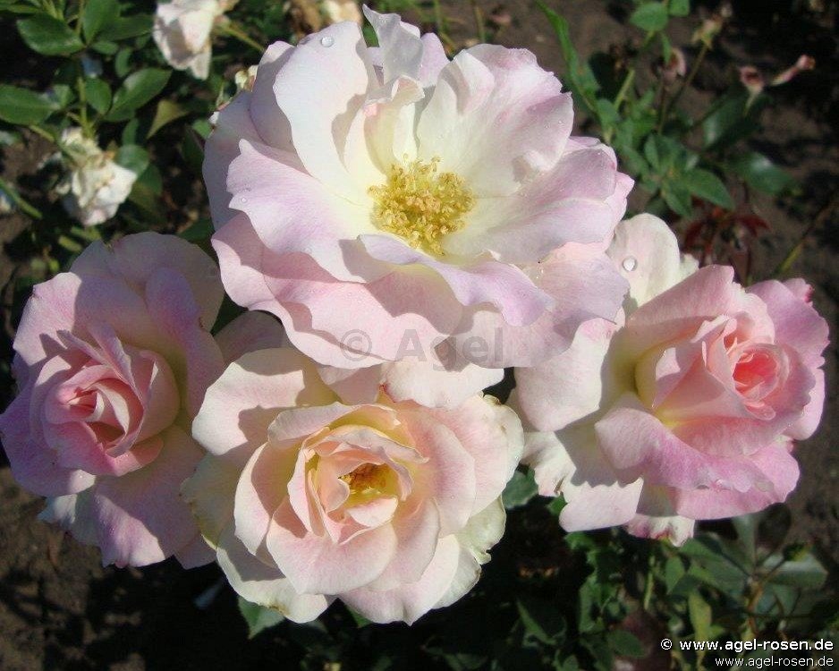 Rose ‘Matilda syn  Charles Aznavour ‘ (wurzelnackte Rose)