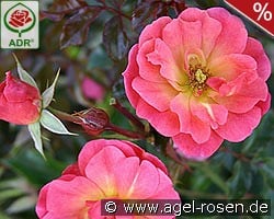 Maxi Vita kaufen, clicken für mehr Details Maxi Vita