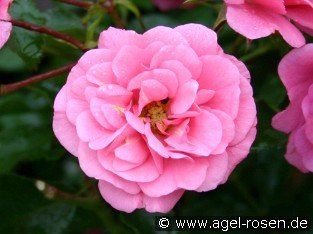 Medley Pink