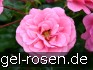 Medley Pink kaufen