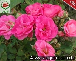 Melrose kaufen, clicken für mehr Details Melrose