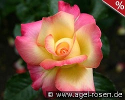 Menuett kaufen, clicken für mehr Details Menuett