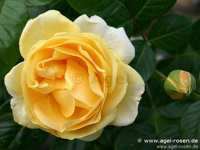 Rose ‘Michelangelo‘ (wurzelnackte Rose)