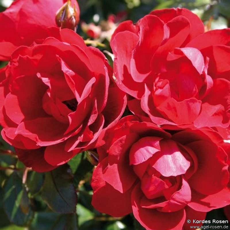 Rose ‘Milano‘ (wurzelnackte Rose)