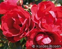 Milano kaufen, clicken für mehr Details Milano