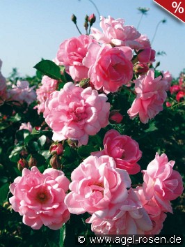 Milrose