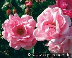 Milrose  kaufen, clicken für mehr Details Milrose