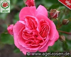 Moin Moin syn. Pink Flower Circus kaufen, clicken für mehr Details Moin Moin syn. Pink Flower Circus
