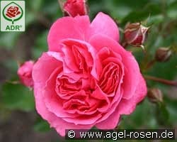 Moin Moin syn. Pink Flower Circus kaufen, clicken für mehr Details Moin Moin syn. Pink Flower Circus