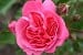 Moin Moin syn. Pink Flower Circus