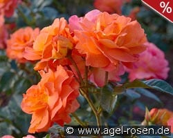 Morning Sun kaufen, clicken für mehr Details Morning Sun