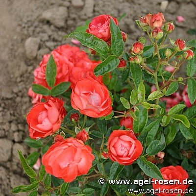 Rose ‘Muttertag Orange‘ (wurzelnackte Rose)