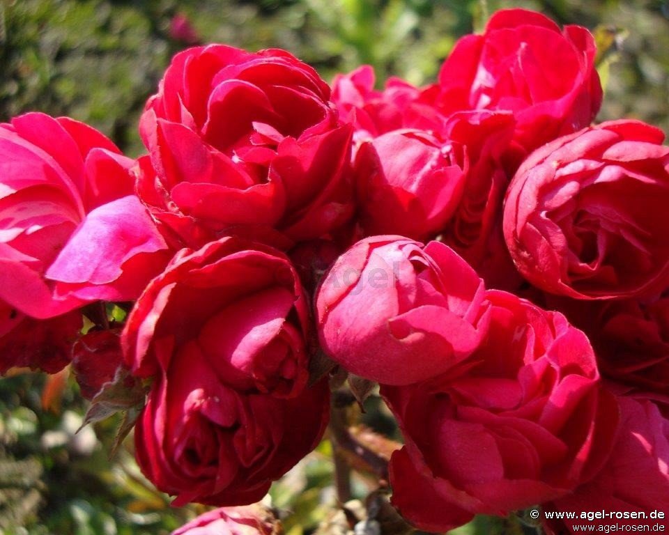 Rose ‘Muttertag Rot‘ (wurzelnackte Rose)