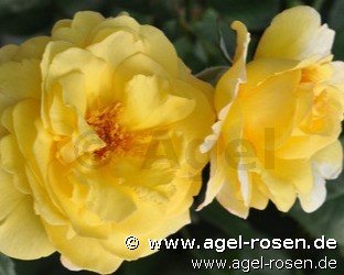 Rose ‘Nadia Zerouali Essbare Rose‘ (wurzelnackte Rose)