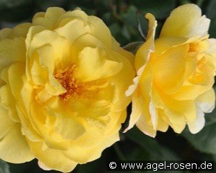 Nadia Zerouali Essbare Rose