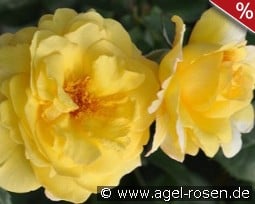 Nadia Zerouali Essbare Rose kaufen, clicken für mehr Details Nadia Zerouali Essbare Rose