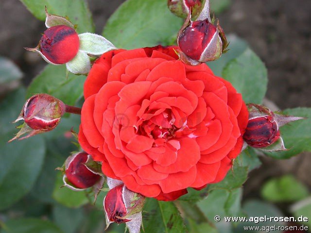 Rose ‘Neues Europa‘ (3-Liter Topf)