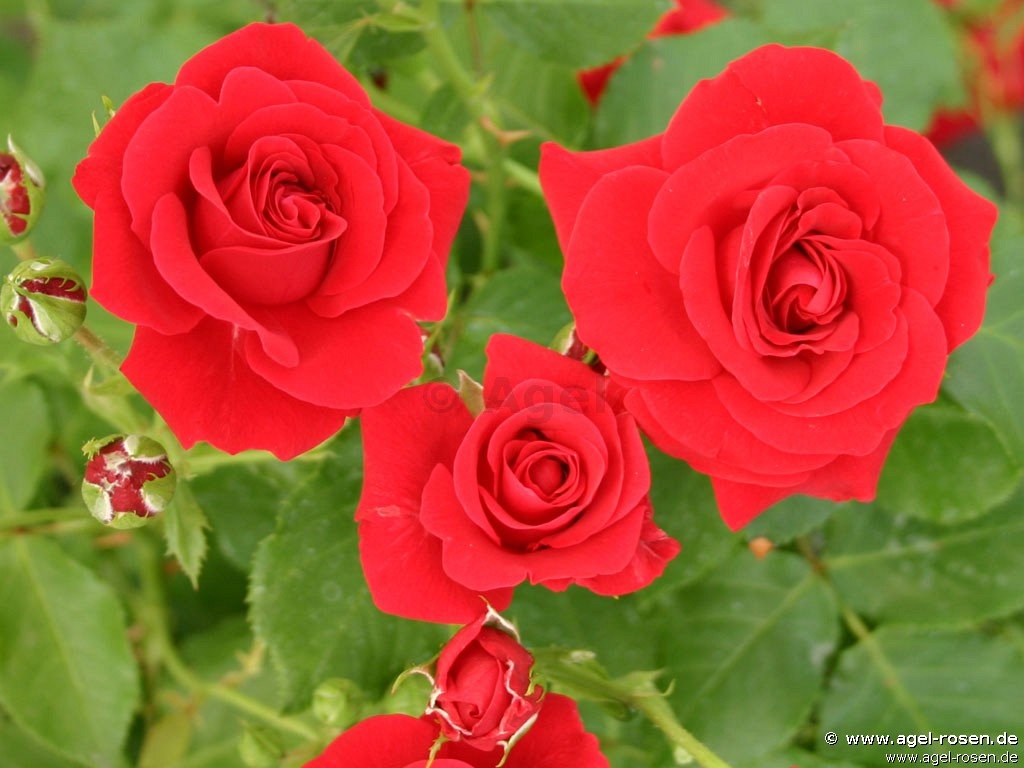 Rose ‘Nina Weibull‘ (wurzelnackte Rose)