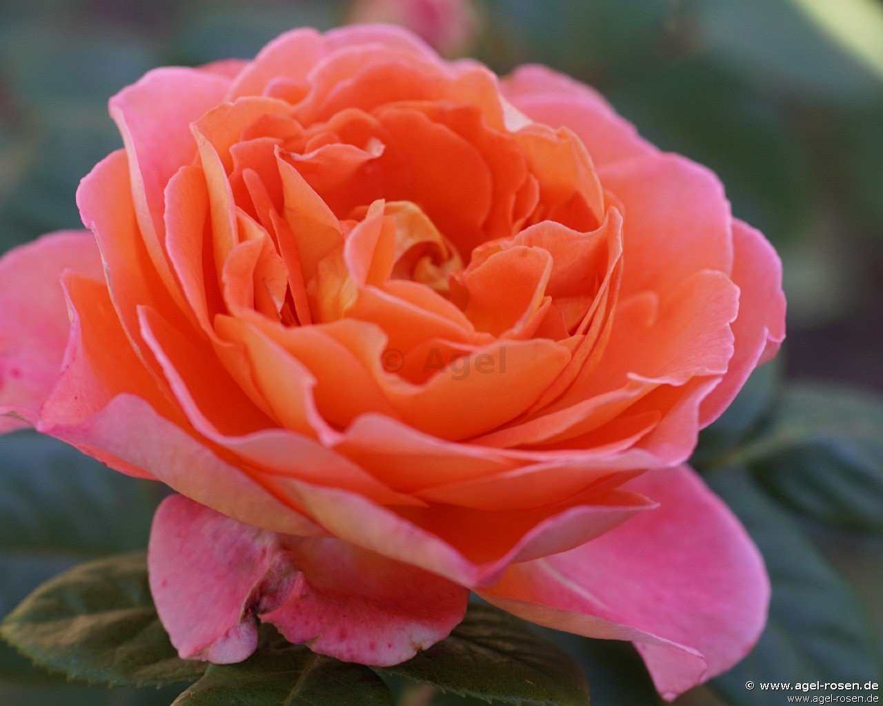 Rose ‘Notre Dame du Rosaire‘ (wurzelnackte Rose)