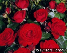 Olympisches Feuer 92 kaufen, clicken für mehr Details Olympisches Feuer 92