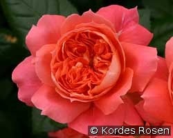 Orange Flower Circus kaufen, clicken für mehr Details Orange Flower Circus