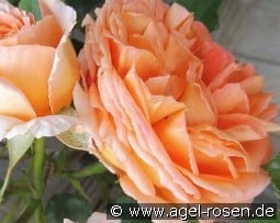 Orange Meilove kaufen, clicken für mehr Details Orange Meilove