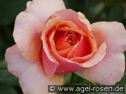 Orange Spot kaufen, clicken für mehr Details Orange Spot