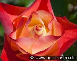 Origami kaufen, clicken für mehr Details Origami