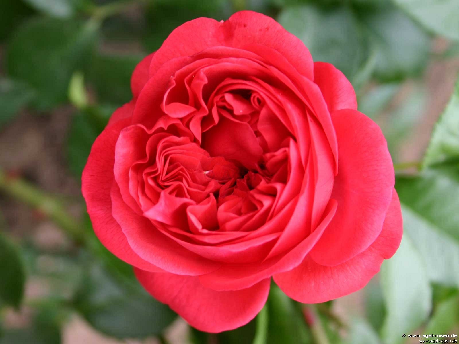 Rose ‘Out of Rosenheim‘ (wurzelnackte Rose)