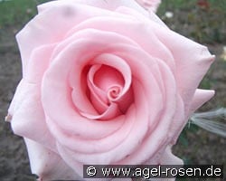 Papa Pepo kaufen, clicken für mehr Details Papa Pepo