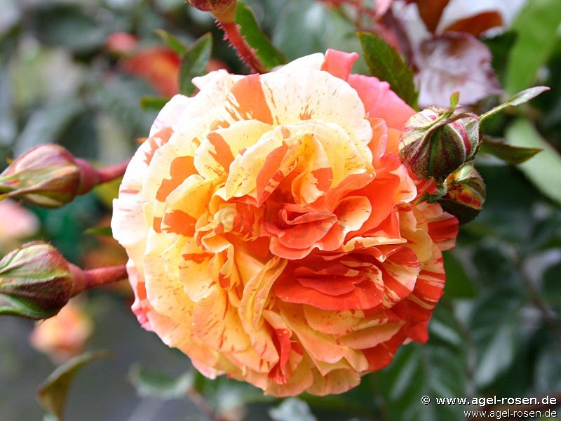 Rose ‘Papagena‘ (wurzelnackte Rose)