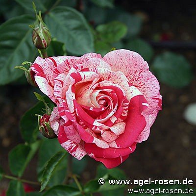 Rose ‘Papageno‘ (Hochstamm (~90cm), wurzelnackt)